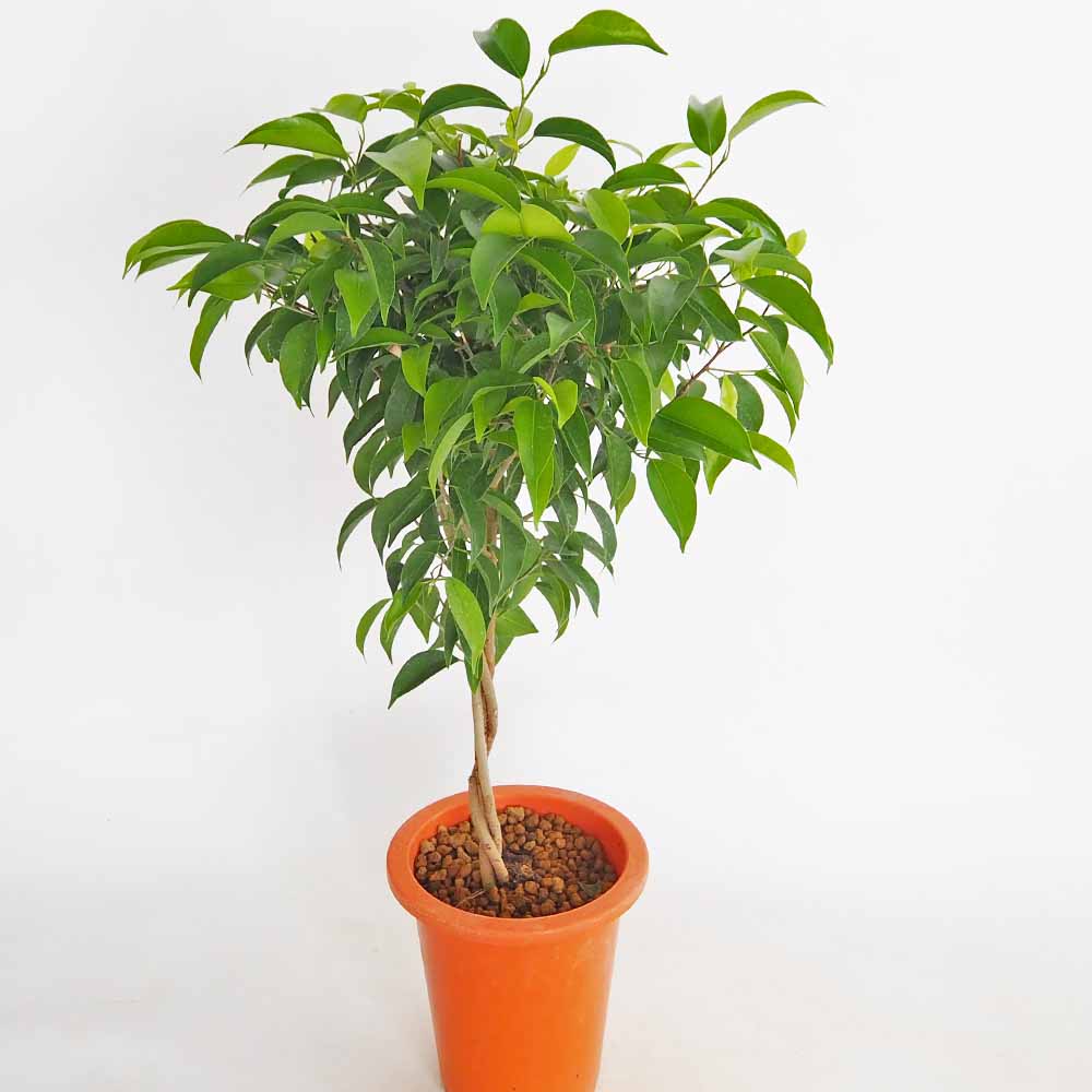 フィカス ベンジャミン ねじり仕立て 【観葉植物 6号／1個売り
