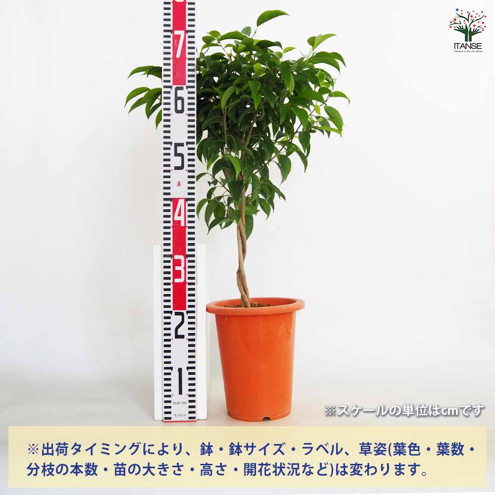 フィカス ベンジャミン ねじり仕立て 【観葉植物 6号／1個売り