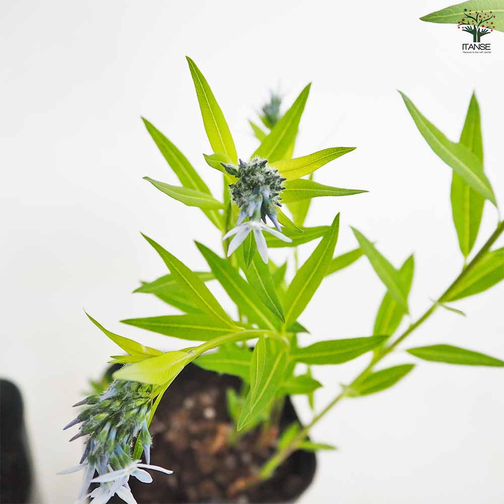 アムソニア タベルナエモンタナ 【花苗 4号／1個売り】｜ 【植物の