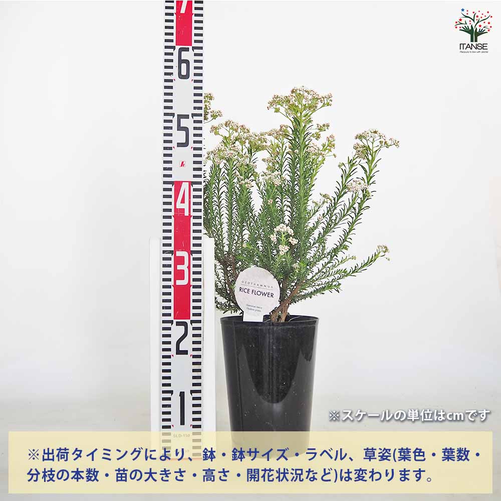 確認用 5gライスフラワー ライスフラワー スプリングホワイト 【花木苗 5号／1個売り】｜ 【植物