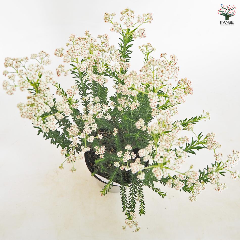 ライスフラワー スプリングホワイト 【花木苗 5号／1個売り】｜ 【植物