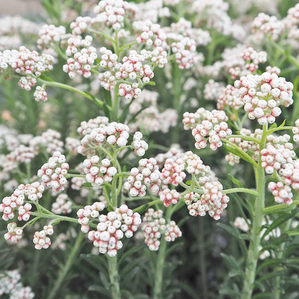 ライスフラワー スプリングホワイト 【花木苗 5号／1個売り】｜ 【植物