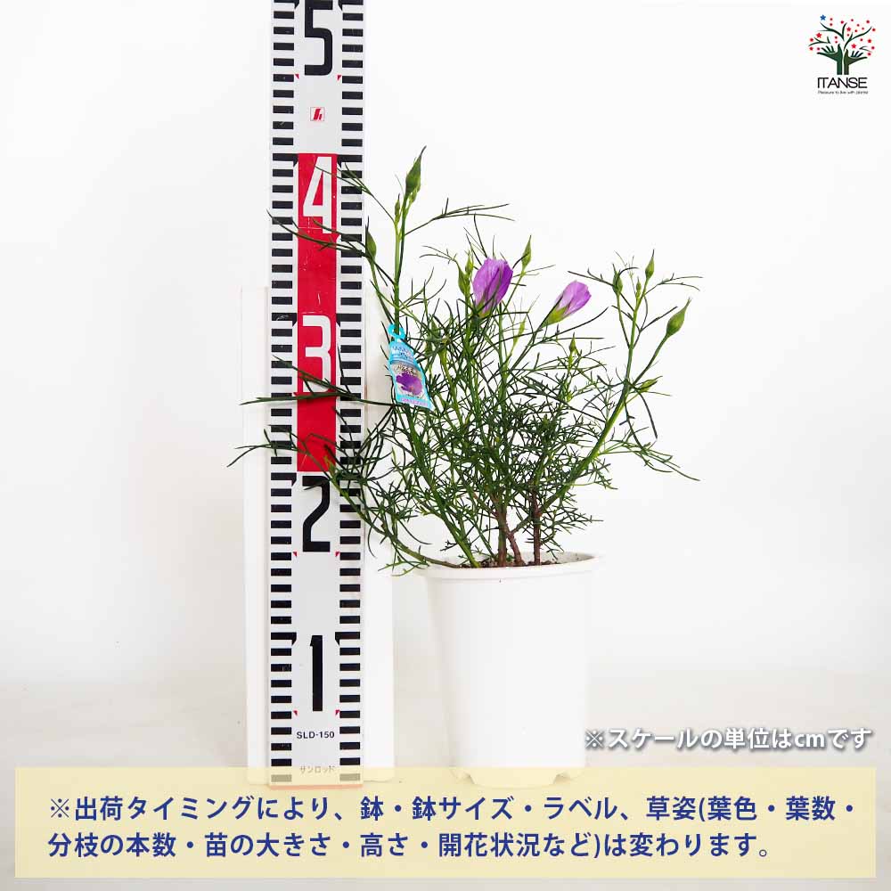 お花の苗　ブルーピンク　黄色 gp-yamacho_viola114