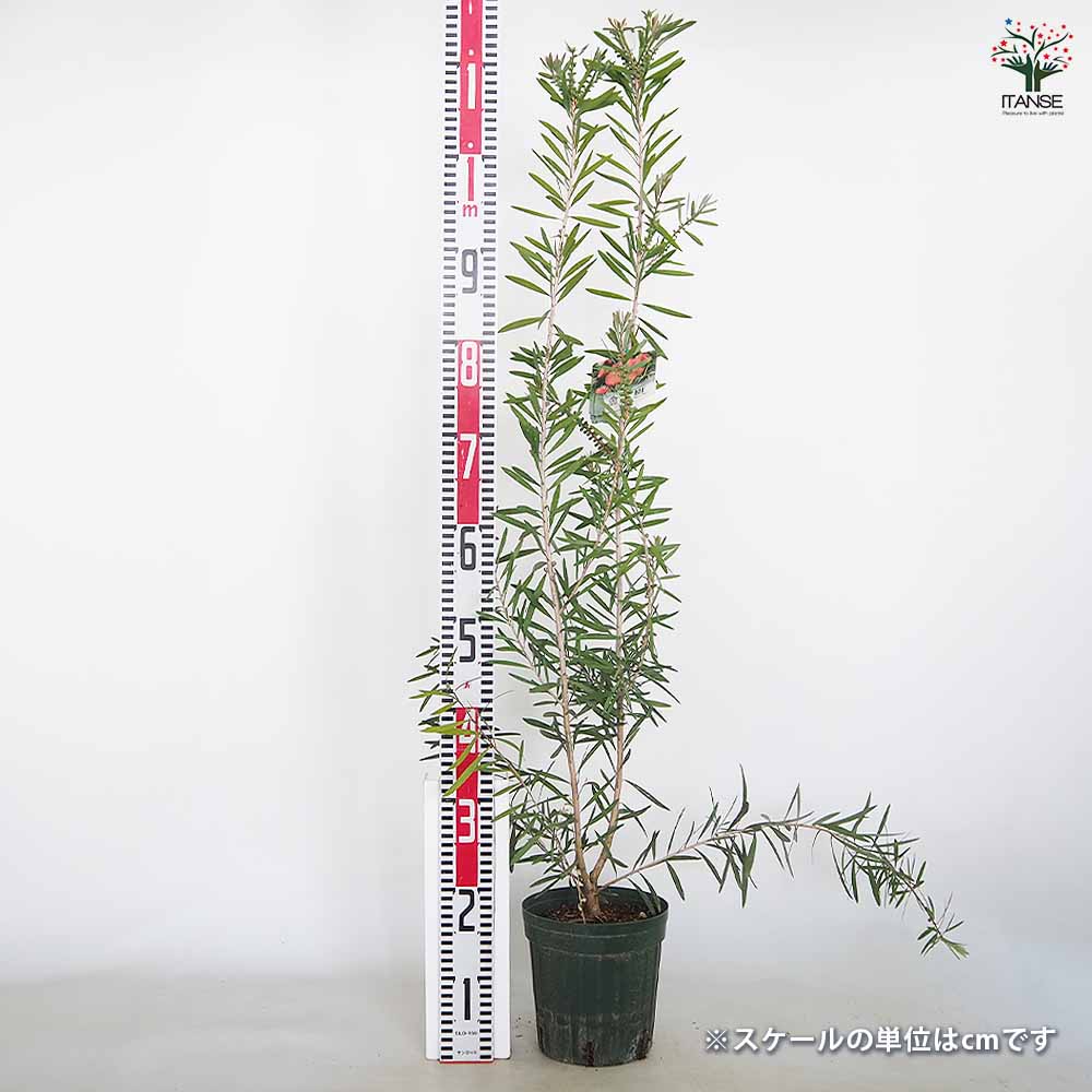レア品種 カリステモン ピンクシャンパン 10号鉢 超大株160cm カリステモン（ブラシノキ）「ピンクシャンパン」 販売