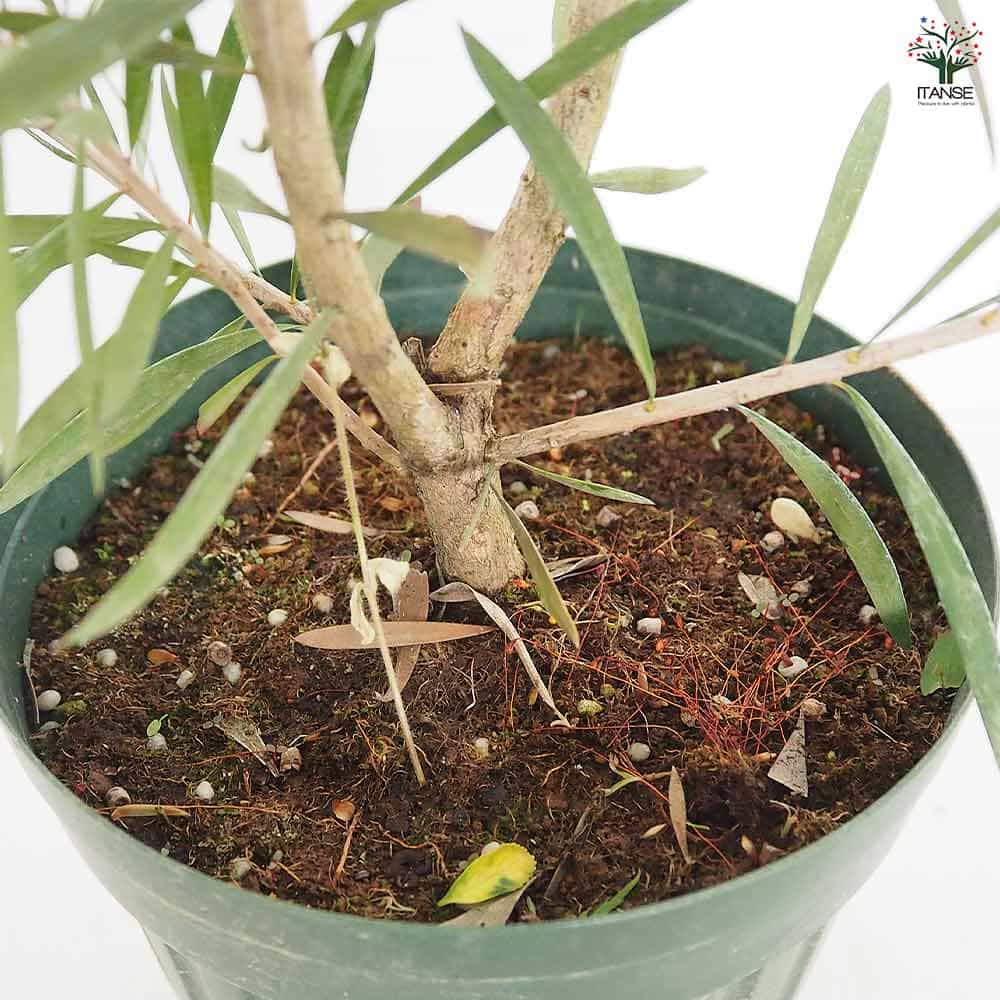カリステモン ピンクシャンパン 【花木苗 6号／1個売り】｜ 【植物の