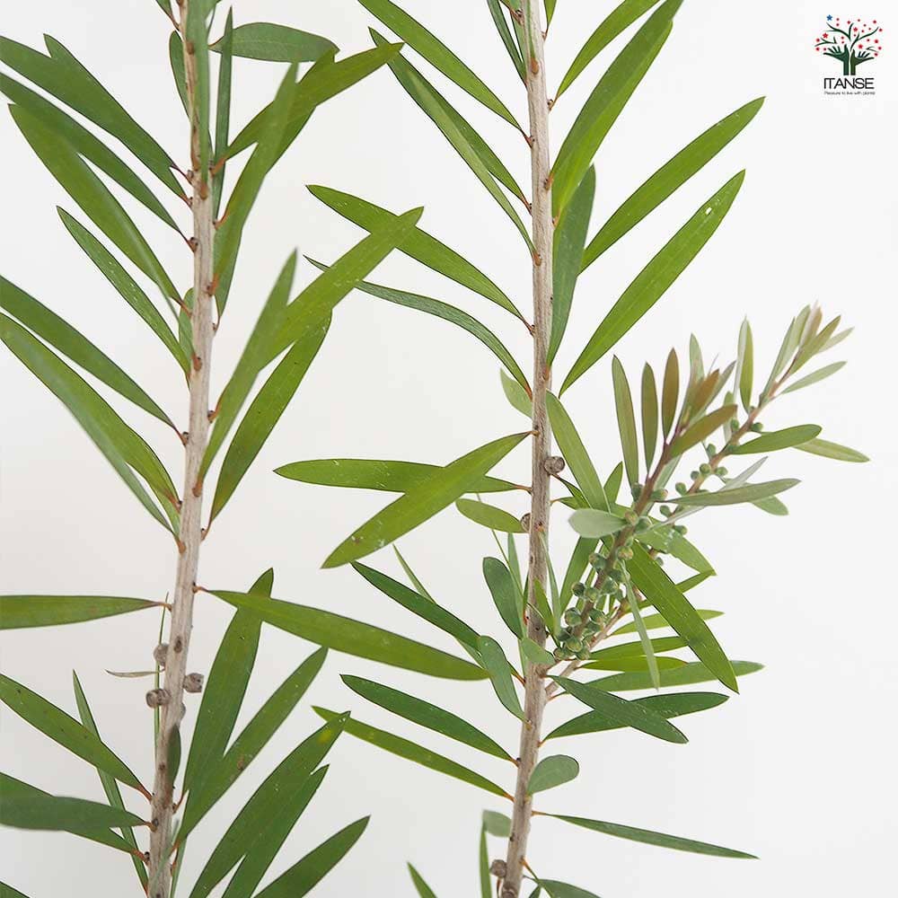 カリステモン ピンクシャンパン 【花木苗 6号／1個売り】｜ 【植物の