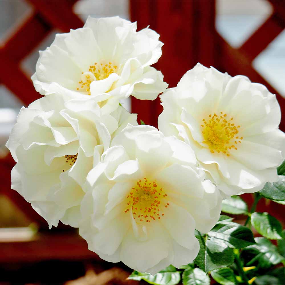 つる薔薇 スノーホワイト 【花木苗 6号／1個売り】｜ 【植物の