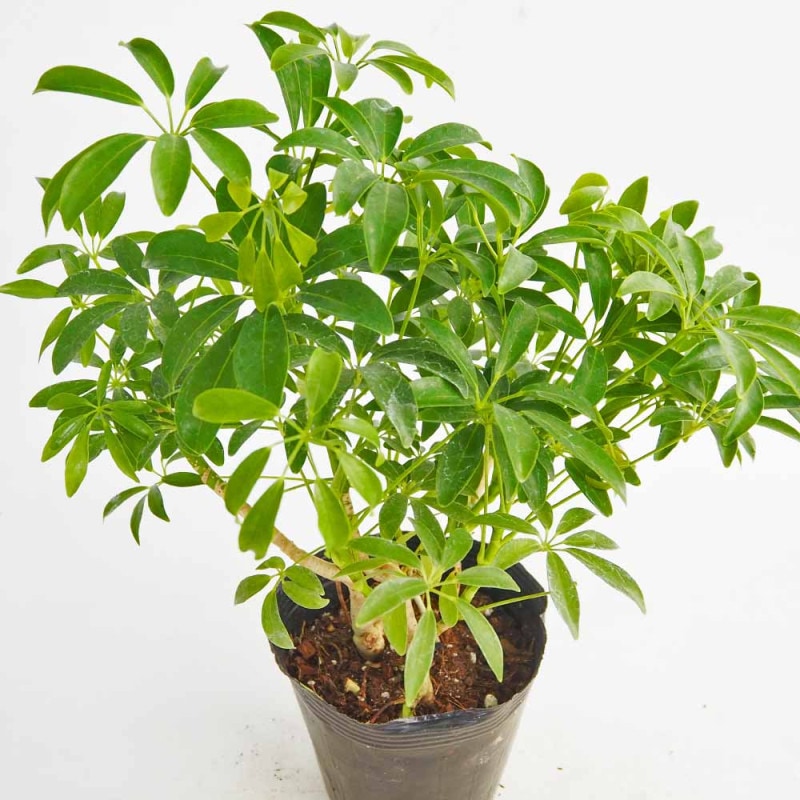センペルビウム ブロンコ 【多肉植物 4号／1個売り】｜ 【植物の