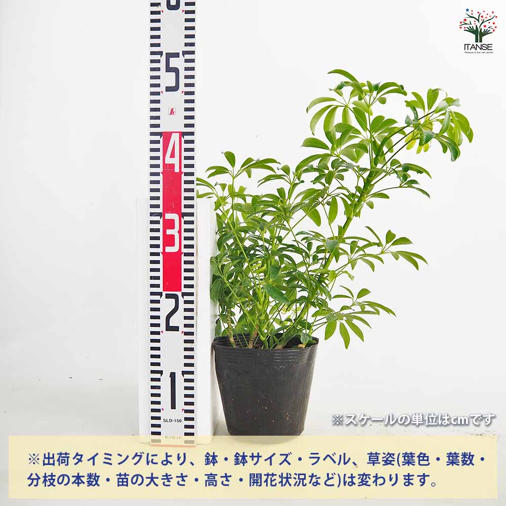 シェフレラ・コンパクタ　リビングサイズ‼️ シェフレラ コンパクタ 【観葉植物 5号／1個売り】｜ 【植物の