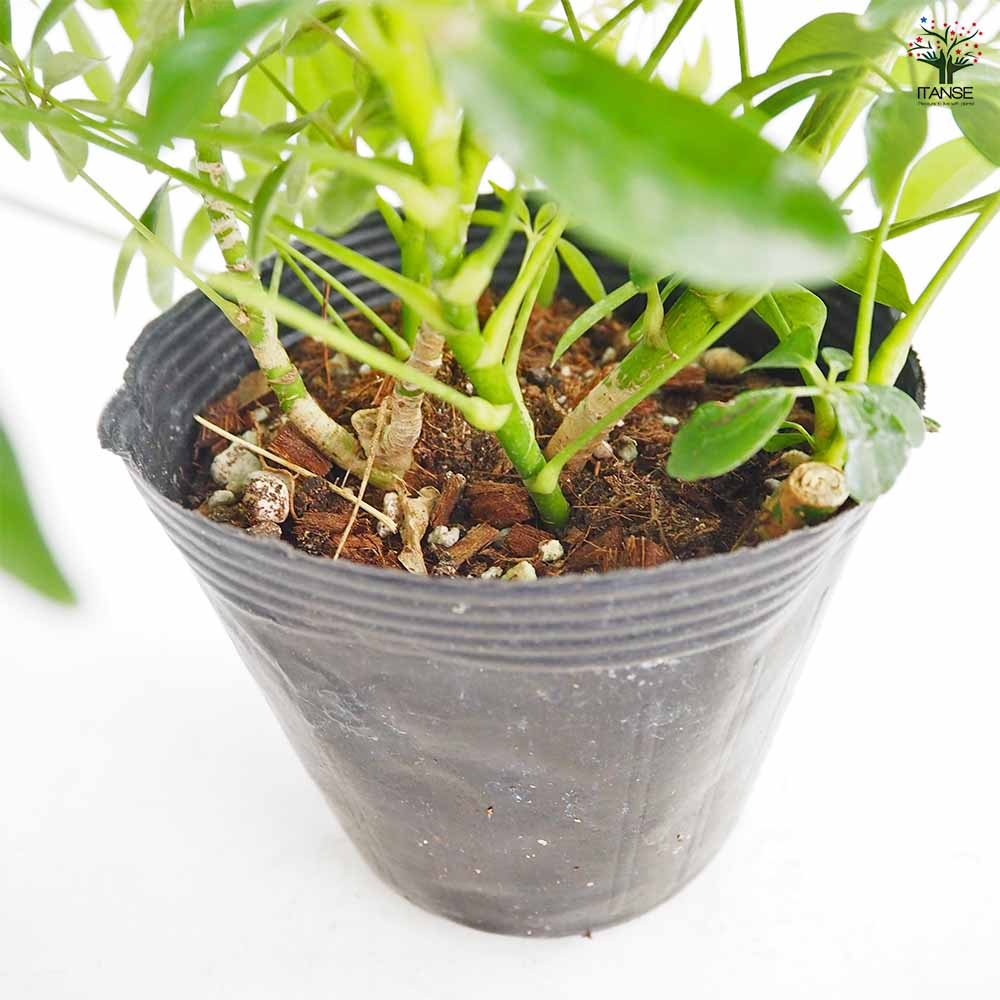 シェフレラ コンパクタ 【観葉植物 5号／1個売り】｜ 【植物の