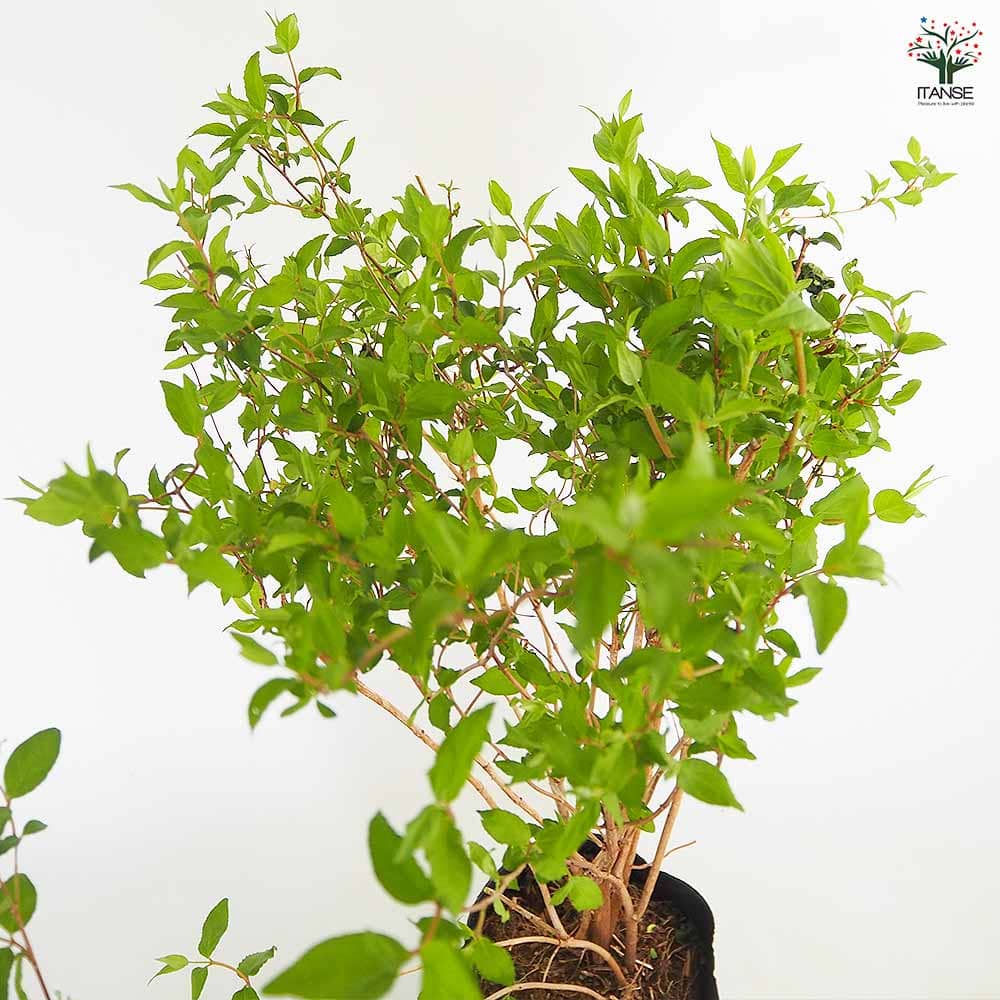 更紗ウツギ 【花木苗 7号／1個売り】｜ 【植物のITANSE】全品