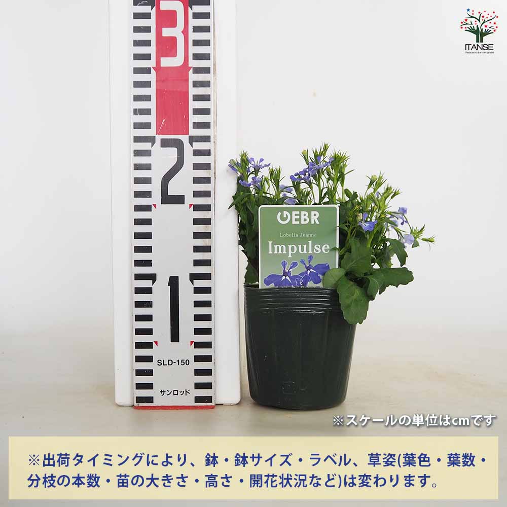 ロベリア ジャンヌ インパルス 【花苗 3号】｜ 【植物のITANSE