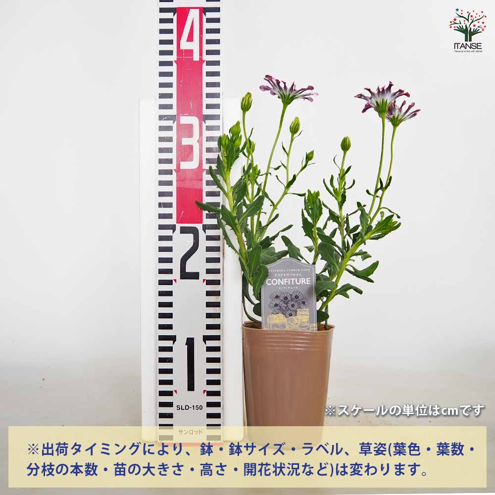 オステオスペルマム コンフィチュール キュイエdeベリー 【花苗 3号