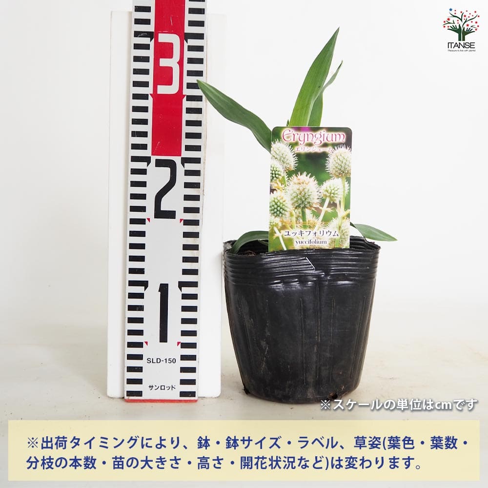エリンジューム ユッキフォリウム 【花苗 5号／1個売り】｜ 【植物の