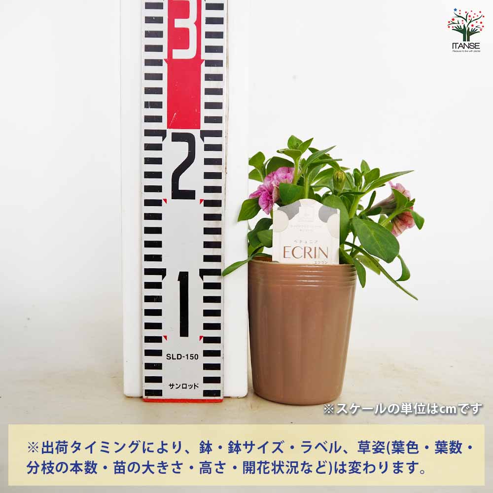 ペチュニア エクラン プラムピンク 【花苗 3号】｜ 【植物の
