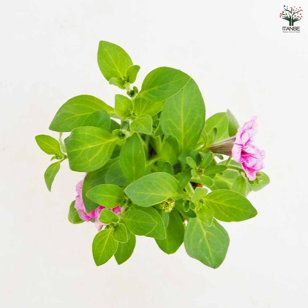 ペチュニア エクラン プラムピンク 【花苗 3号】｜ 【植物の