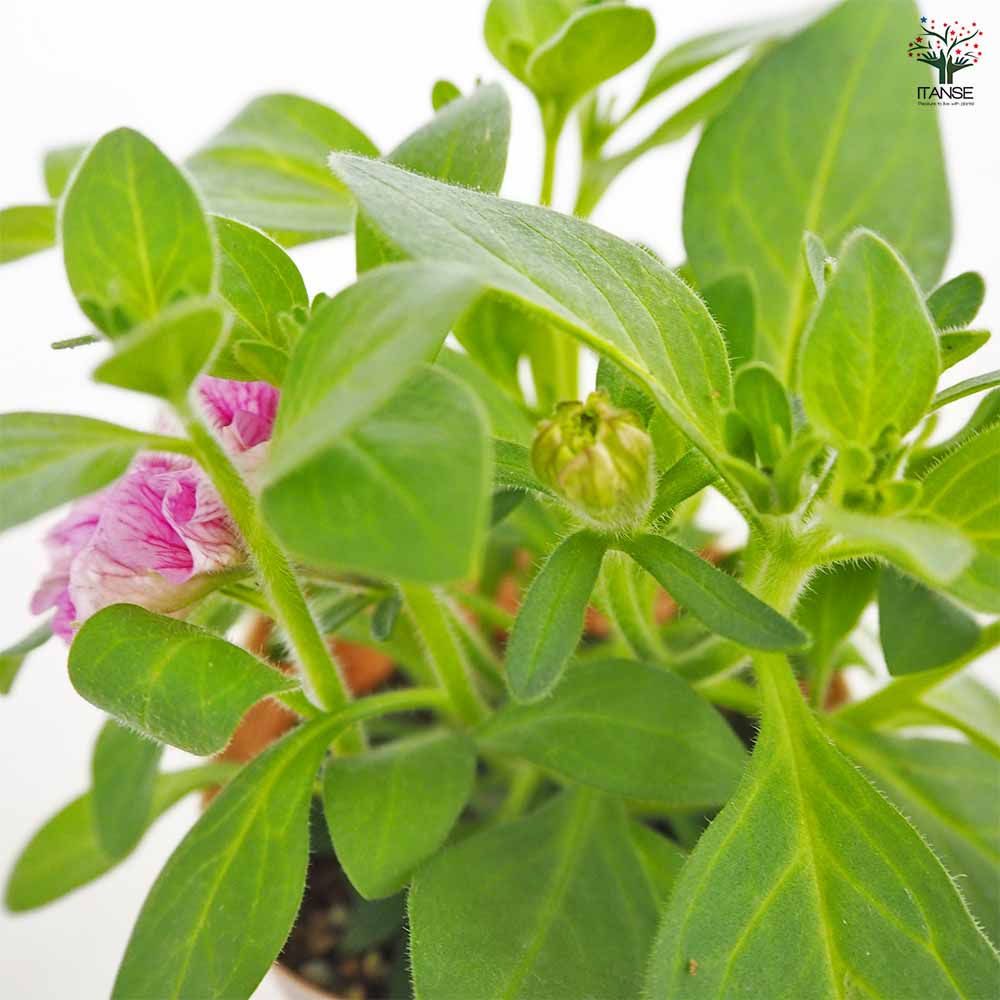 ペチュニア エクラン プラムピンク 【花苗 3号】｜ 【植物の