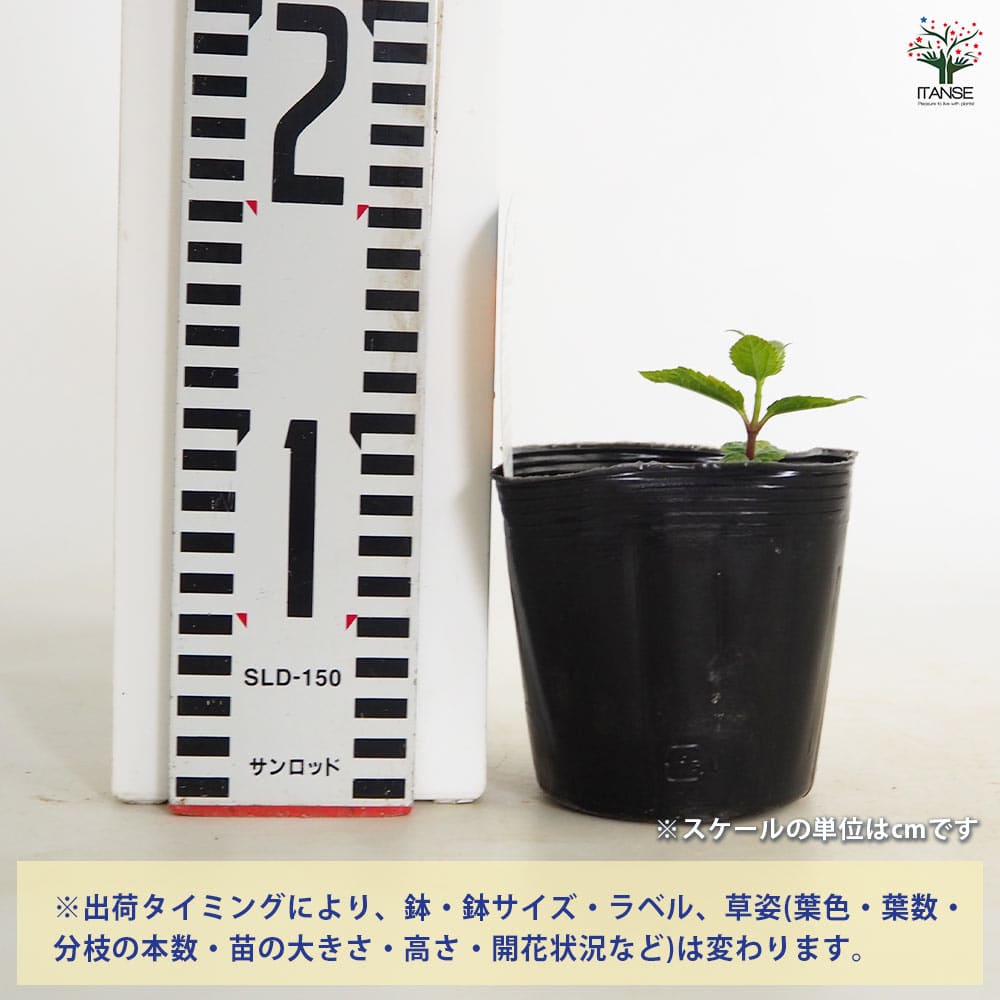 フラワー ヘリオケア 2箱 ミックスベリーカラーの八重咲きカリブラコア（2鉢）