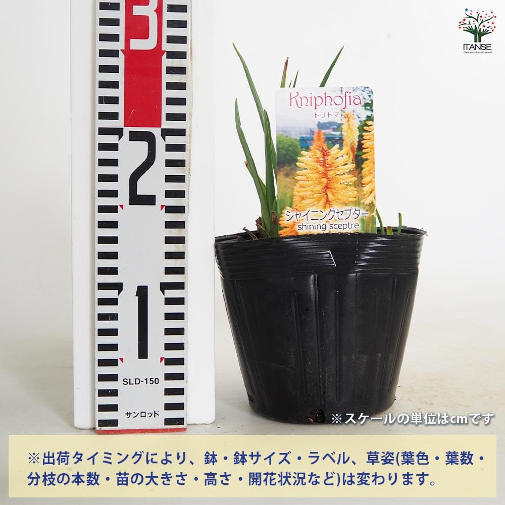 クニフォフィア(トリトマ) シャイニングセプター 【花苗 5号／1個売り