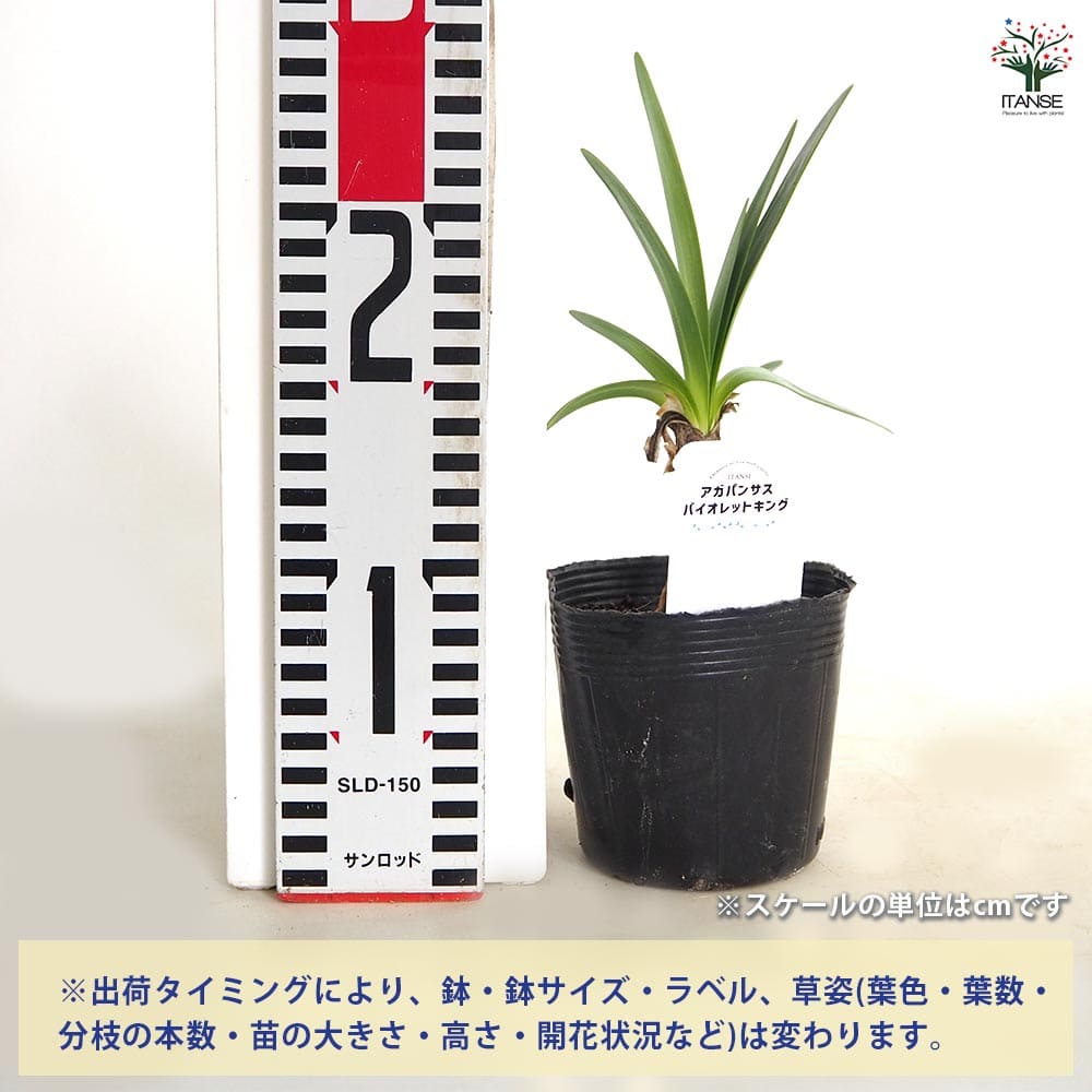 アガパンサス バイオレットキング 【花苗 3.5号】｜ 【植物の
