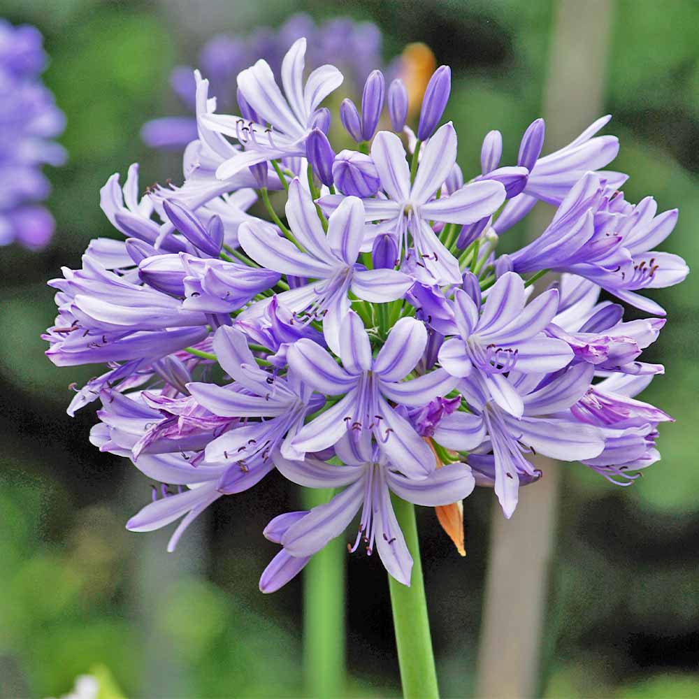 アガパンサス バイオレットキング 【花苗 3.5号】｜ 【植物の