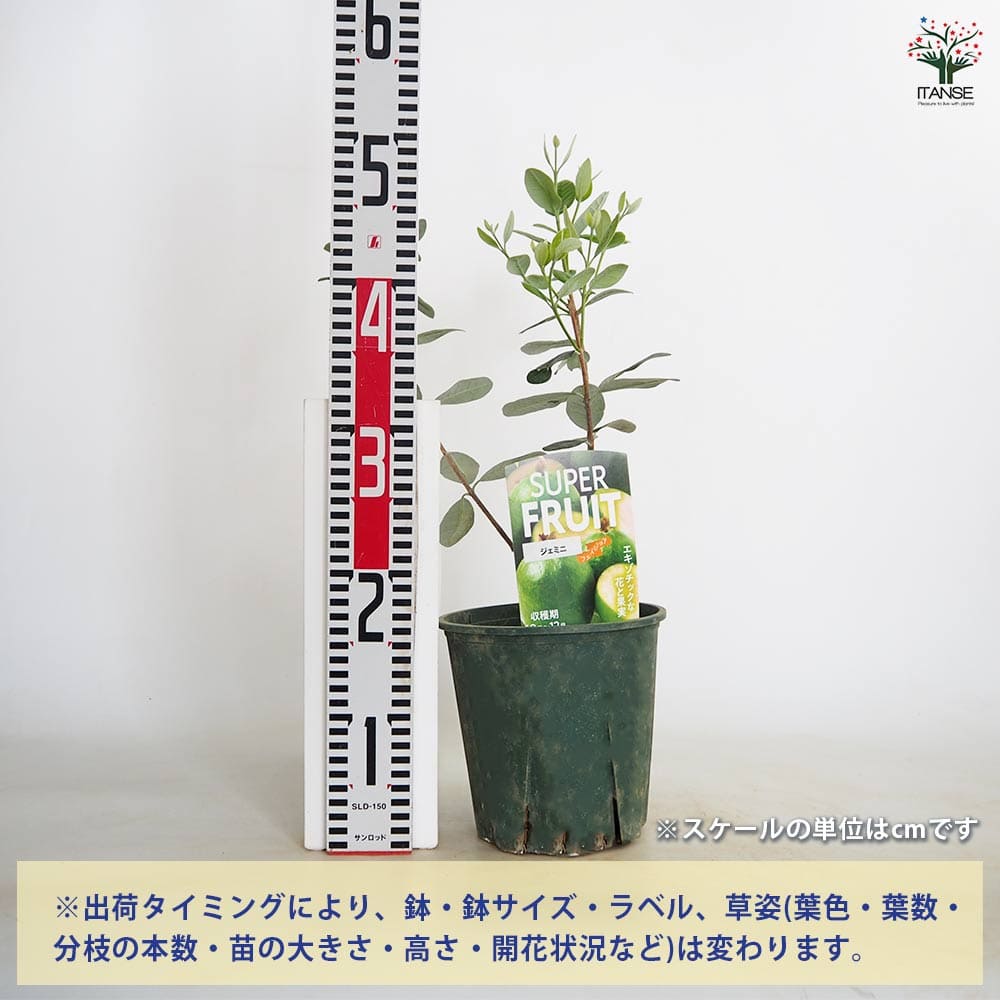 フェイジョア ニキータ(ニキタ) 【果樹の苗木 6号／1個売り】｜ 【植物