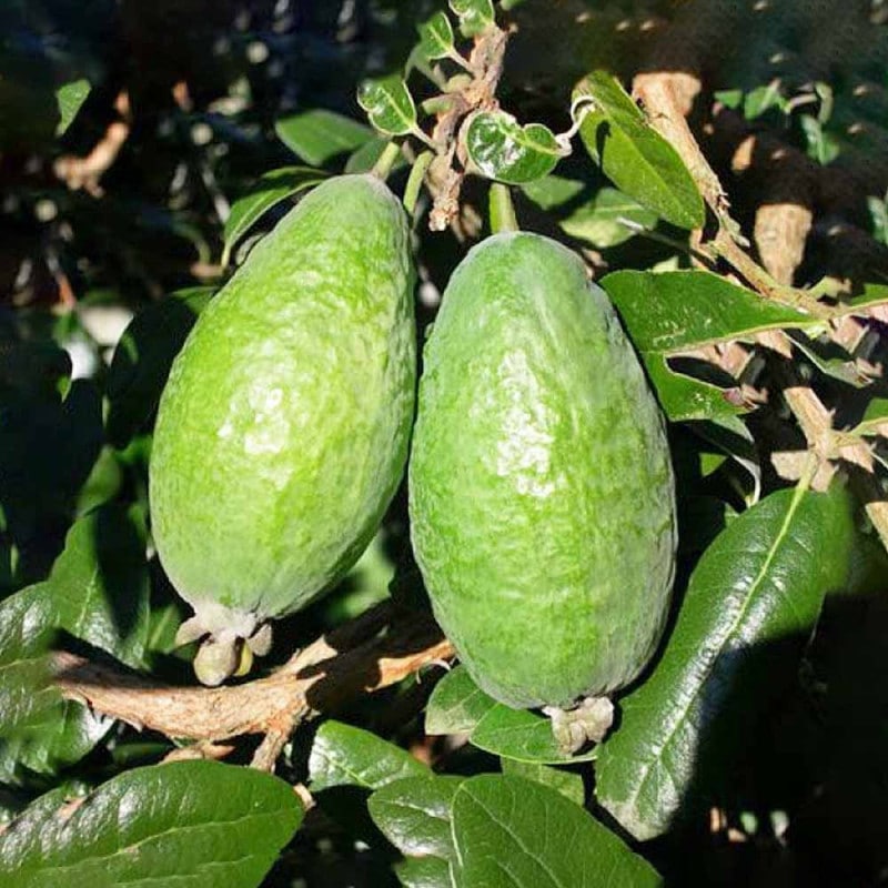 パパイヤの苗 ハワイオウロ 【果樹の苗 3.5号】｜ 【植物の