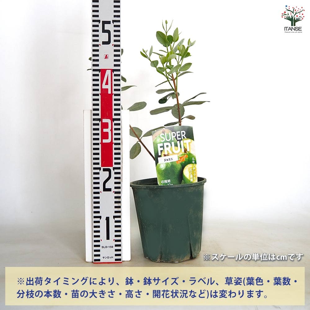 フェイジョア ジェミニ 【果樹の苗木 6号／1個売り】｜ 【植物の