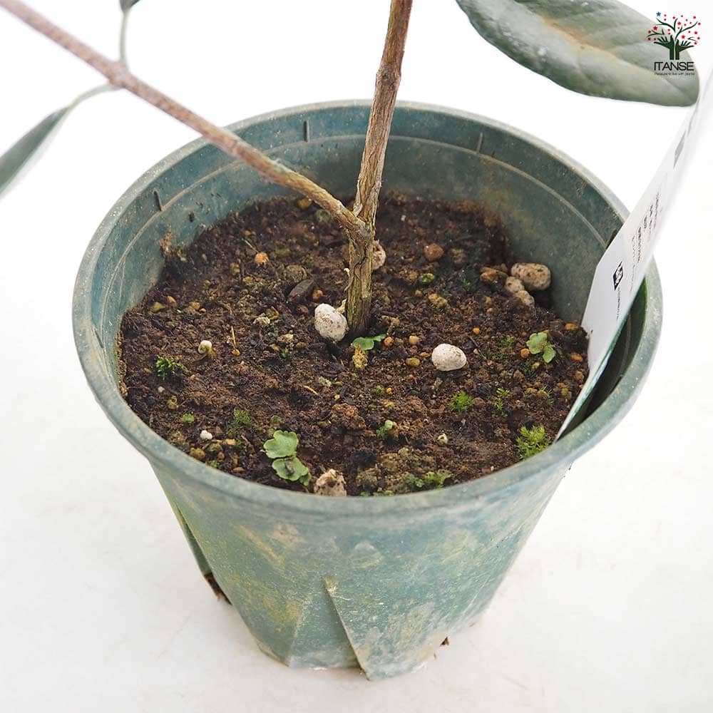 フェイジョア ジェミニ 【果樹の苗木 6号／1個売り】｜ 【植物の