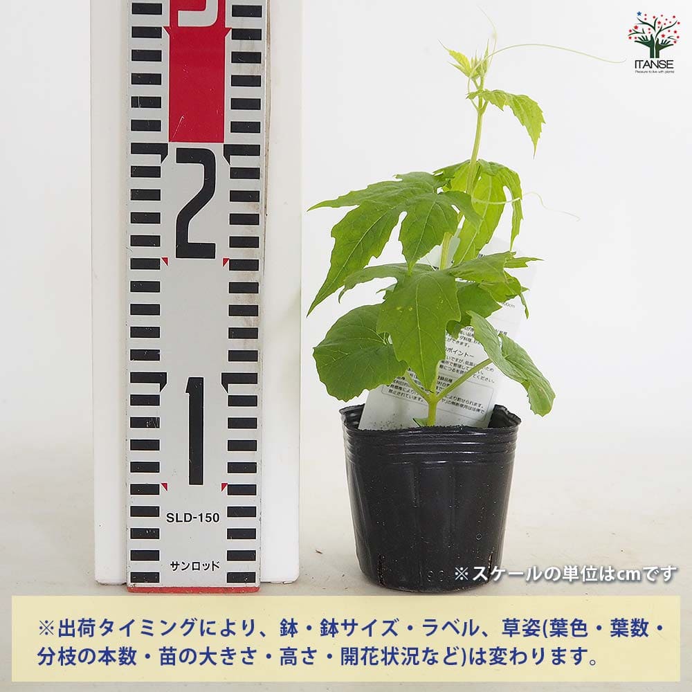 確認用　アップルゴーヤ 苗 鉢植え 栽培セット ゴーヤの苗 アップルゴーヤ2個～ 【野菜の苗 3号】｜ 【植物の