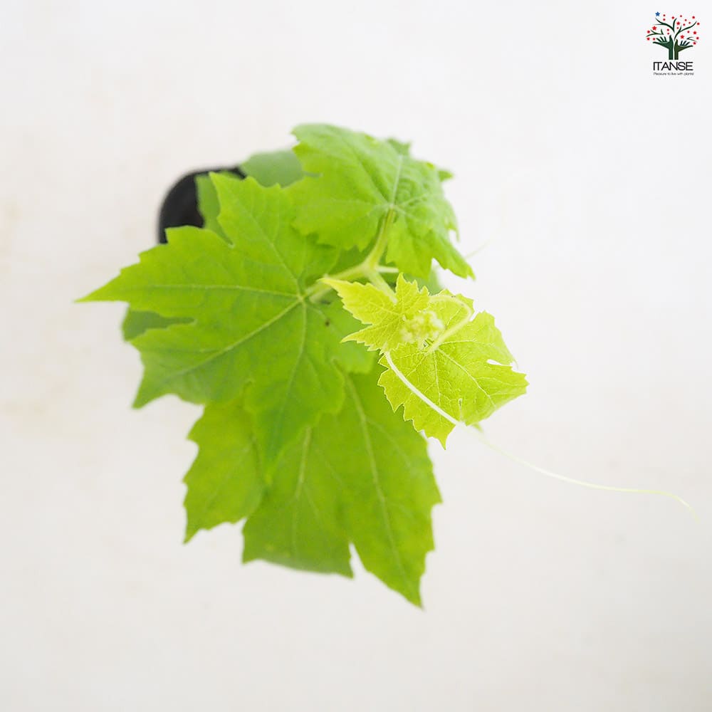 ゴーヤの苗 アップルゴーヤ2個～ 【野菜の苗 3号】｜ 【植物の