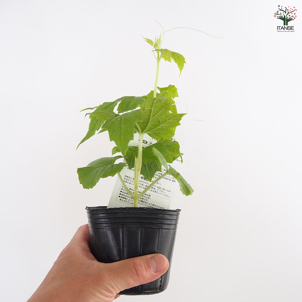 ゴーヤの苗 アップルゴーヤ2個～ 【野菜の苗 3号】｜ 【植物の