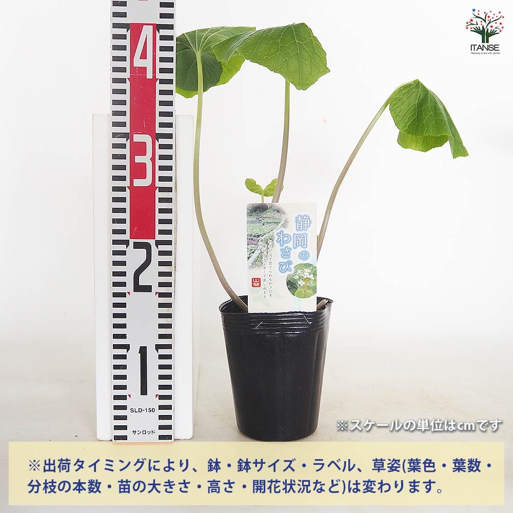 静岡県産　わさび苗　１００本　ワサビ　苗 静岡のわさび 静岡のわさび 【野菜の苗 4号／1個売り】｜ 【植物の