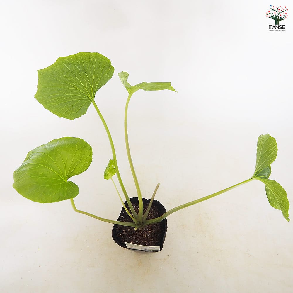 静岡のわさび 静岡のわさび 【野菜の苗 4号／1個売り】｜ 【植物の