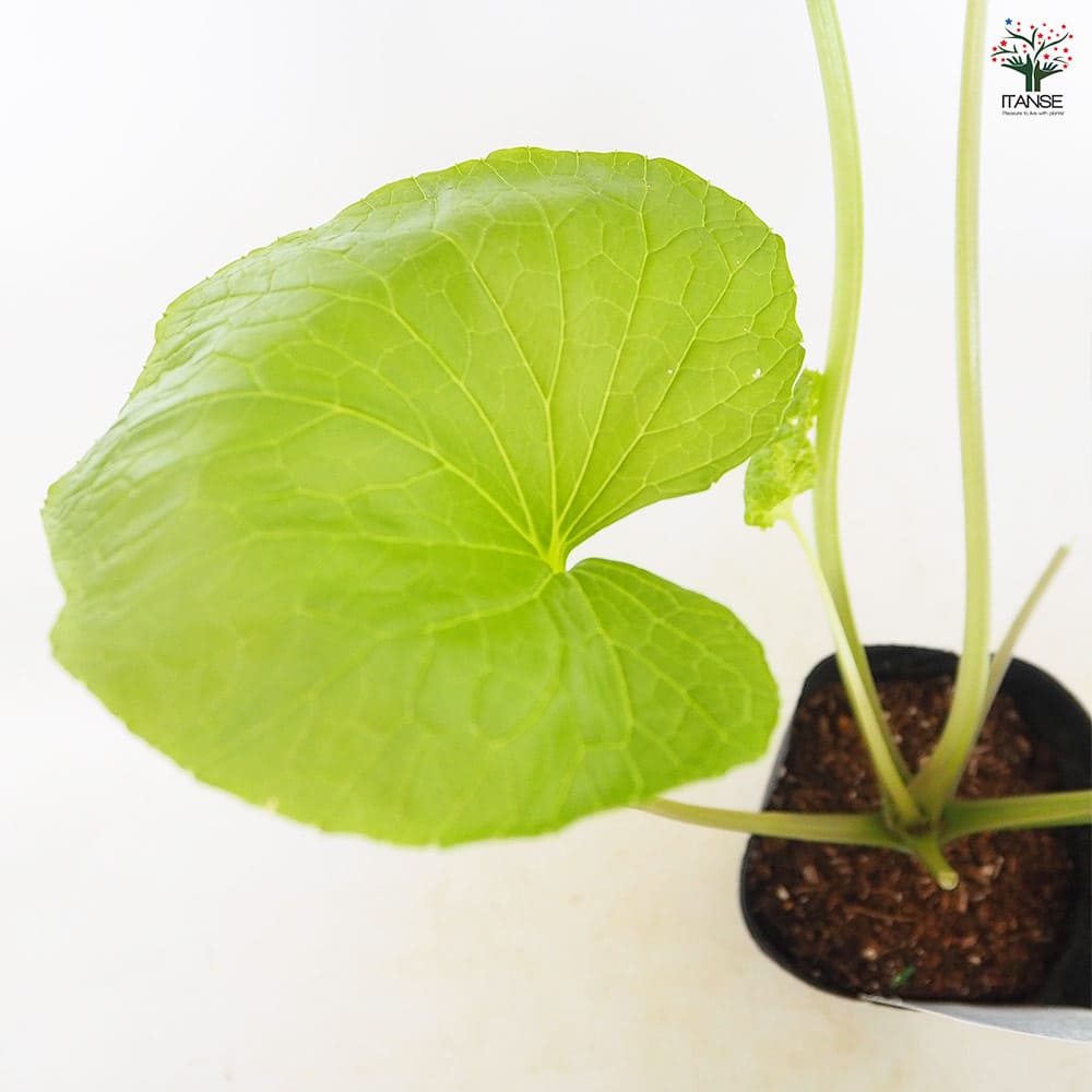 静岡のわさび 静岡のわさび 【野菜の苗 4号／1個売り】｜ 【植物の