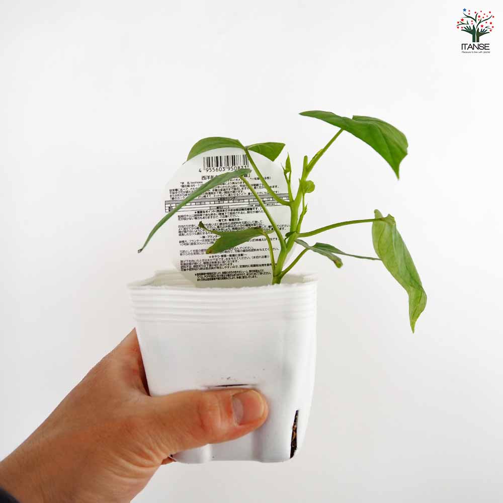 朝顔(アサガオ) 天上の蒼 【花苗 3号】｜ 【植物のITANSE】全品