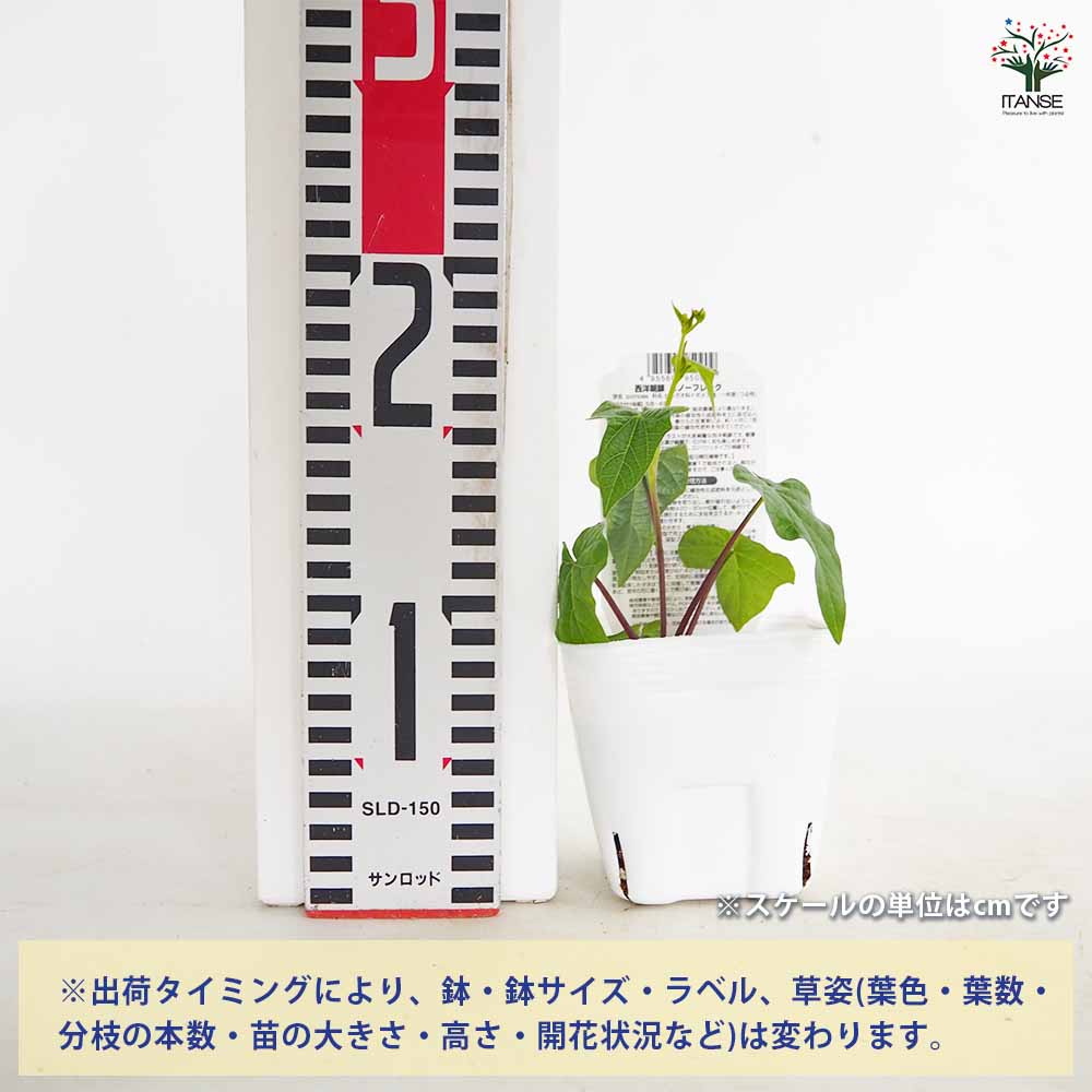 西山芳園　芳園　紙本　扇面　アサガオ　朝顔　牽牛花　茶掛 No,Y-1199） - 山崎商店