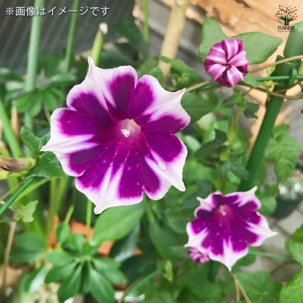 朝顔 朝顔(アサガオ) スノーフレーク 【花苗 3号】｜ 【植物のITANSE