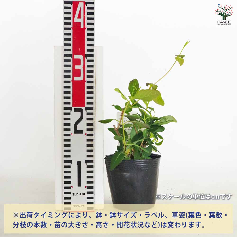 ロニセラ テルマニアーナ 【花木苗 4号／1個売り】｜ 【植物の