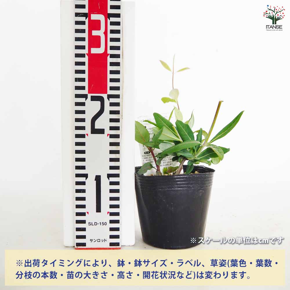 ロニセラ ゴールドフレーム 【花木苗 4号／1個売り】｜ 【植物の
