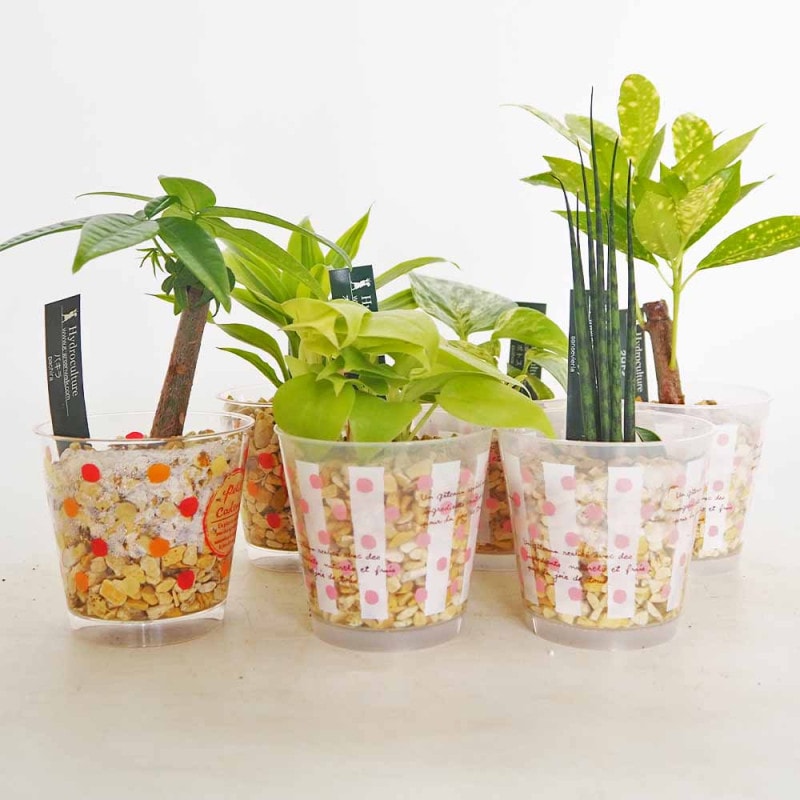 多肉植物 虹の玉 【多肉植物 ポット】｜ 【植物のITANSE】全品