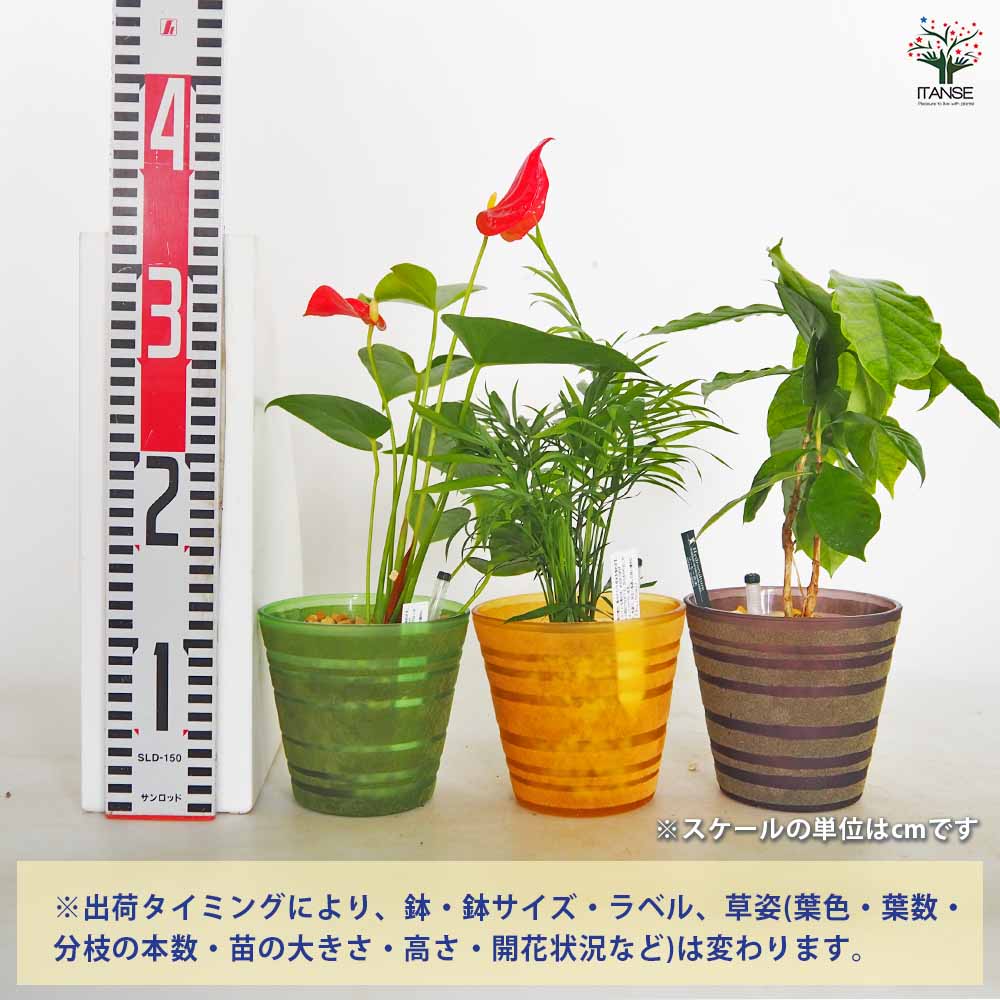 ハイドロカルチャー 観葉 カラーグラス鉢 【観葉植物 ／1個売り