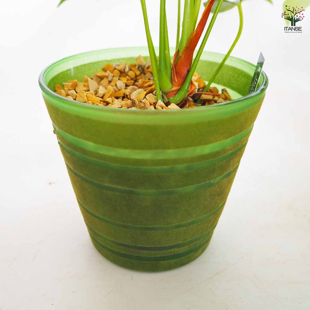 ハイドロカルチャー 観葉 カラーグラス鉢 【観葉植物 ／1個売り