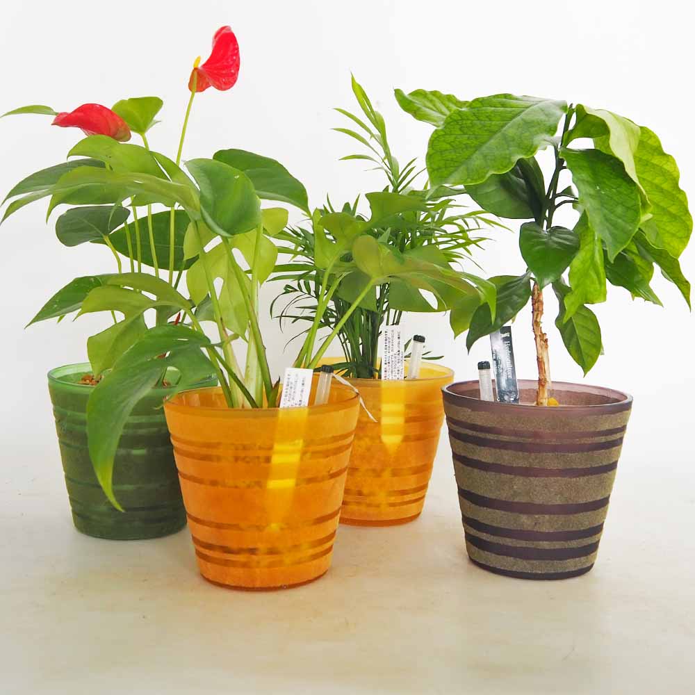 ハイドロカルチャー 観葉 カラーグラス鉢 【観葉植物 ／1個売り
