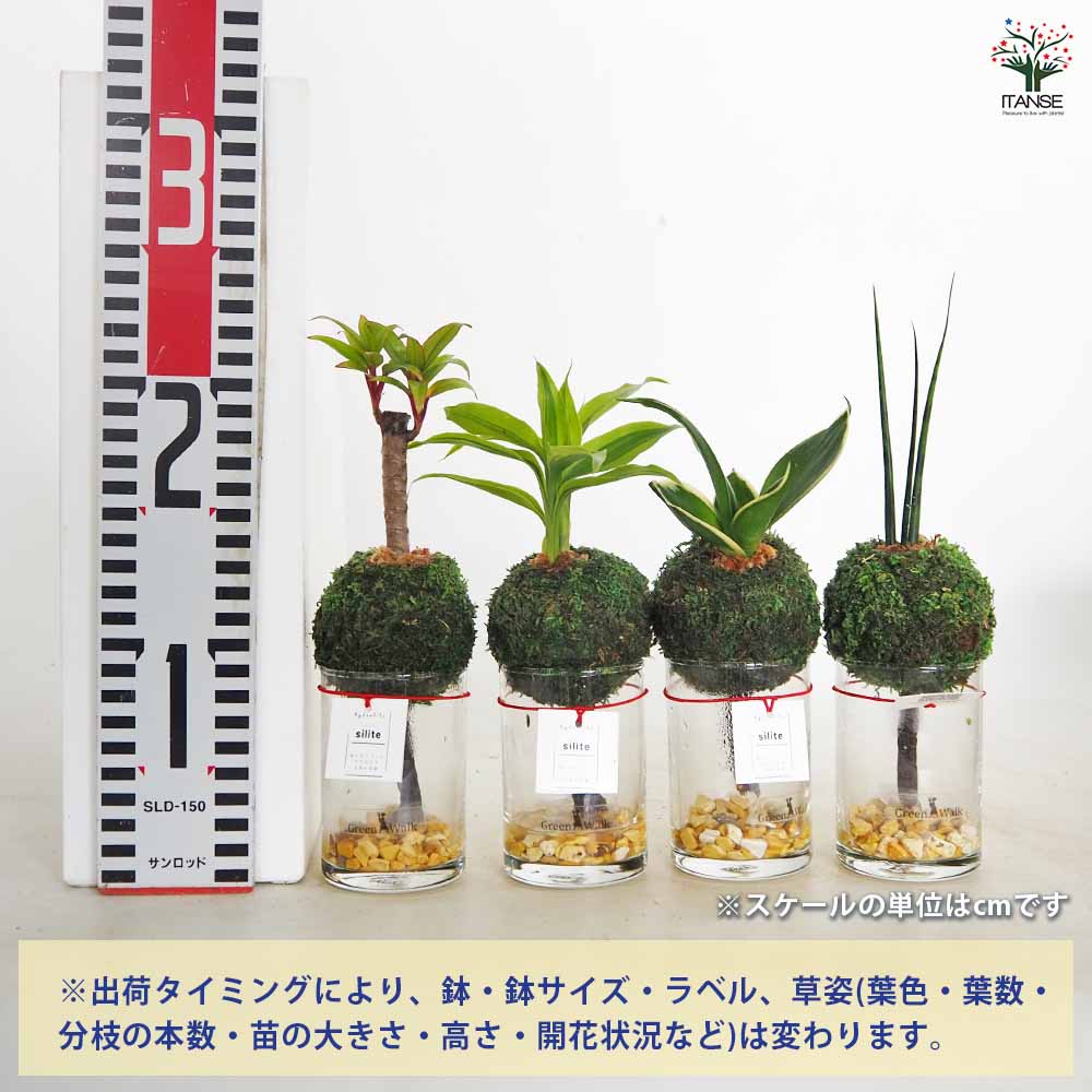 ハイドロカルチャー モスアイランド CHIBI si 【観葉植物 ／1個売り