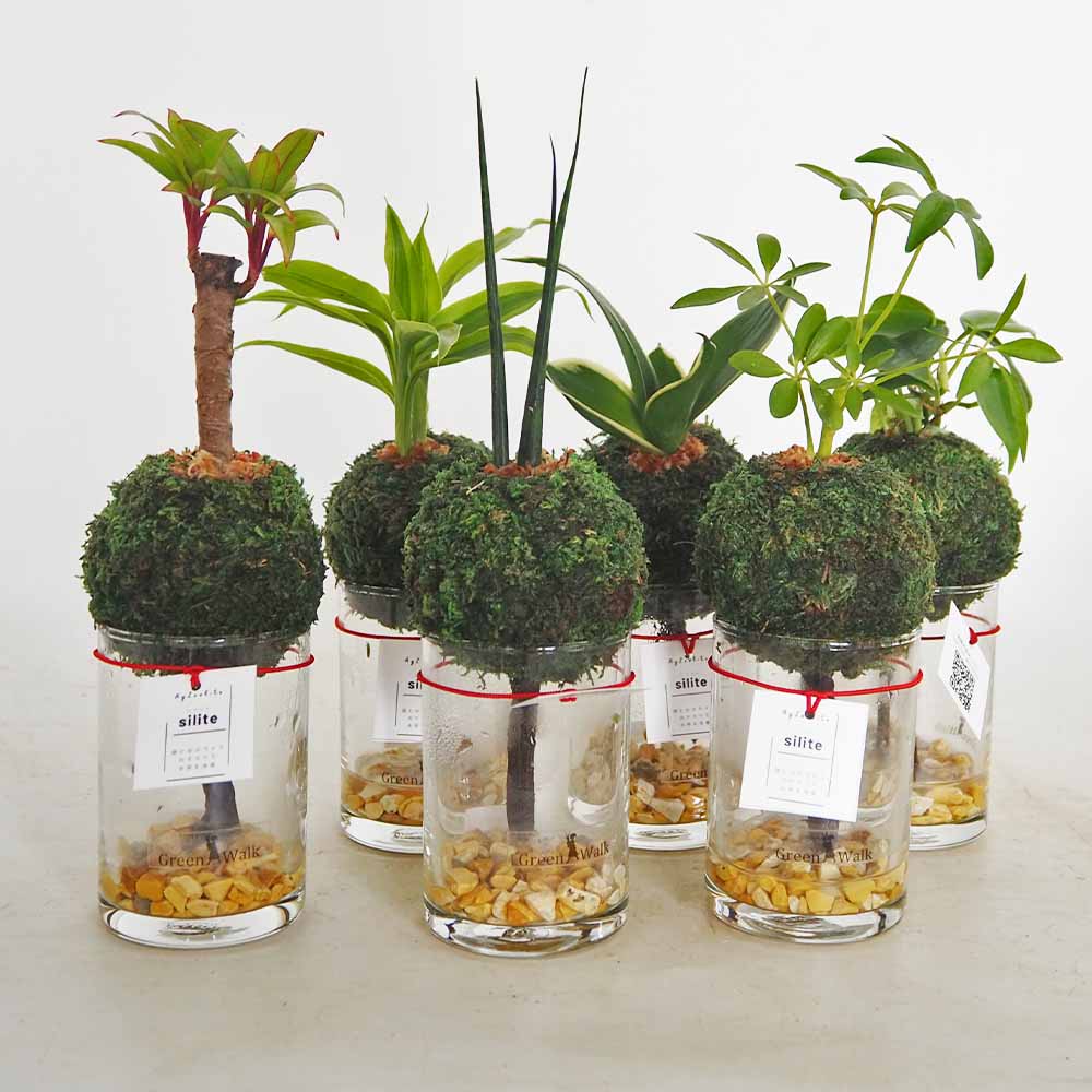 ハイドロカルチャー モスアイランド CHIBI si 【観葉植物 ／1個売り