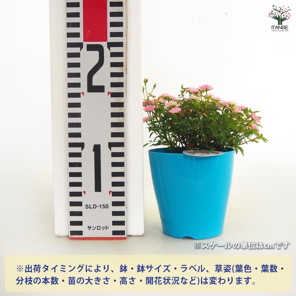 ミニ薔薇 コンペイトウ 【花木苗 3号】｜ 【植物のITANSE】全品