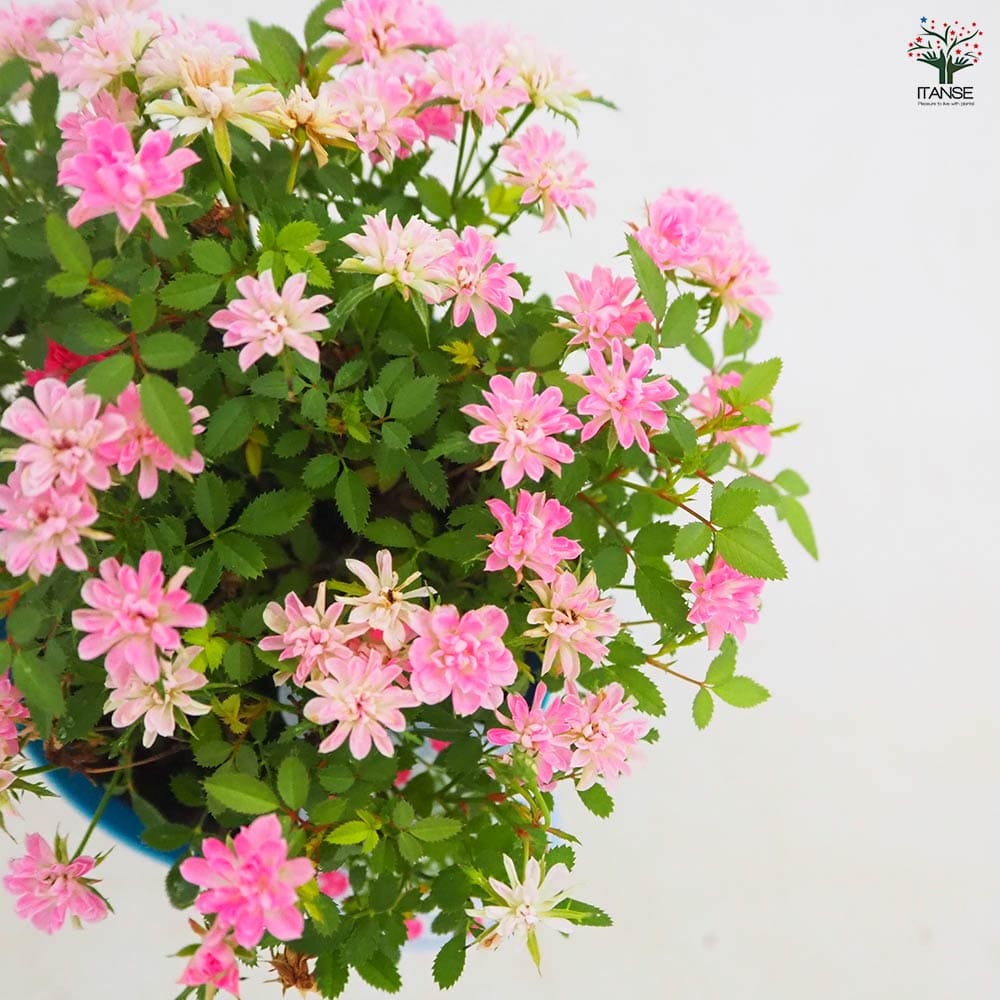 ミニ薔薇 コンペイトウ 【花木苗 3号】｜ 【植物のITANSE】全品