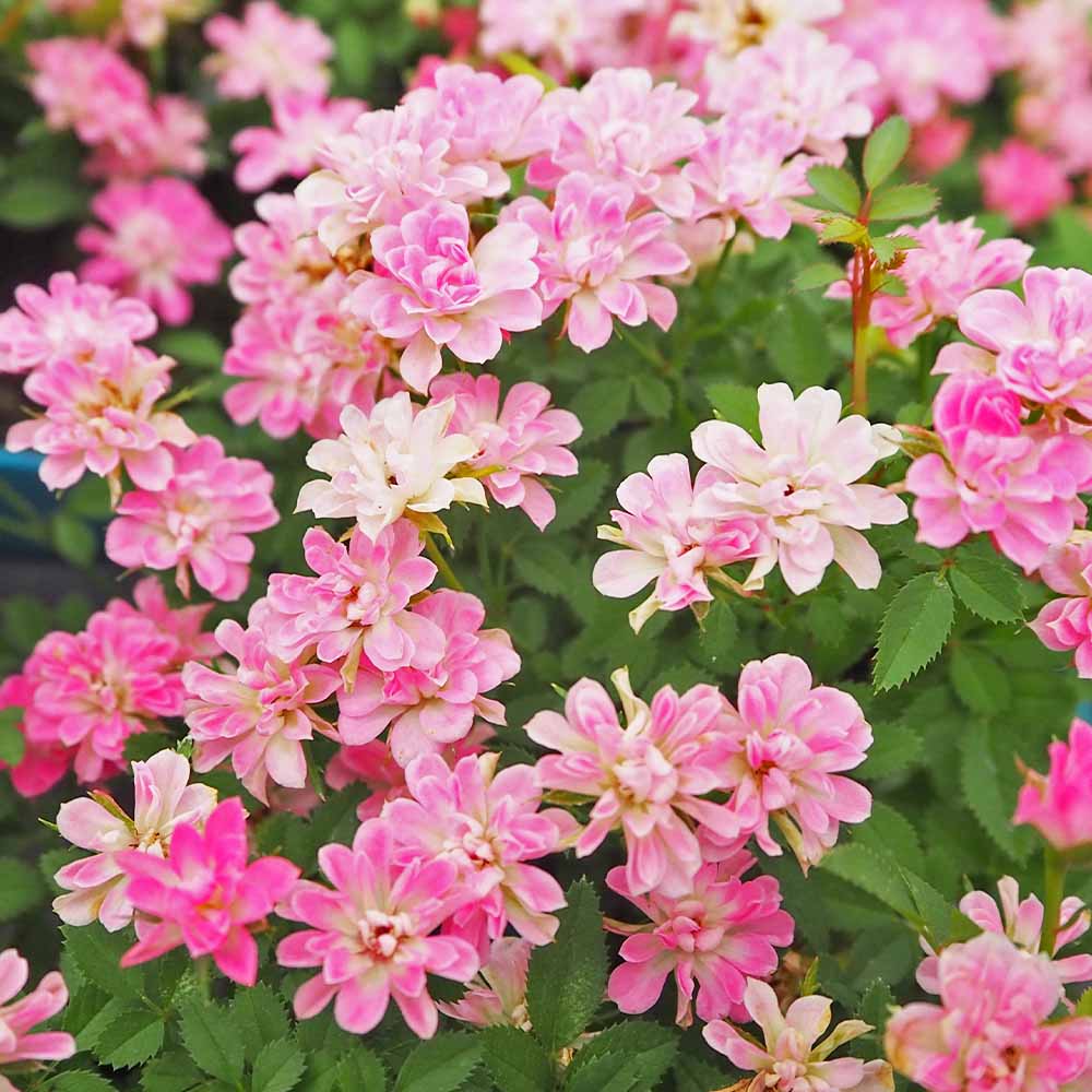 ミニ薔薇 コンペイトウ 【花木苗 3号】