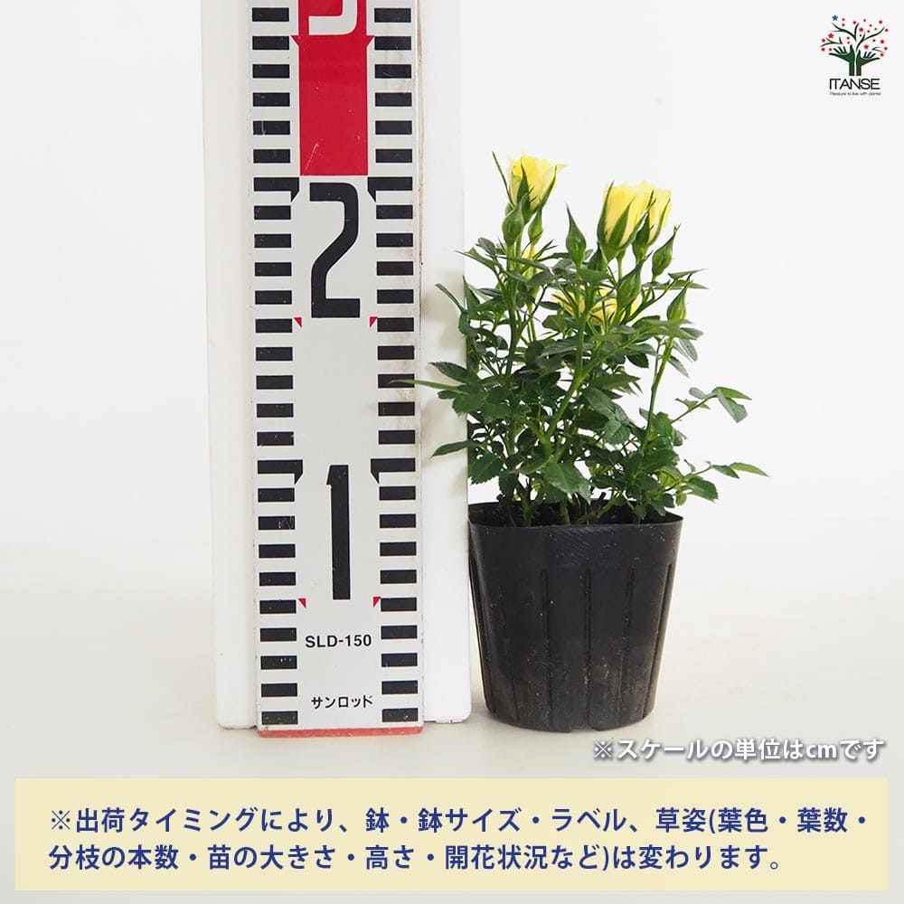 ミニ薔薇 イエローフェスティバル 【花木苗 3号】｜ 【植物の